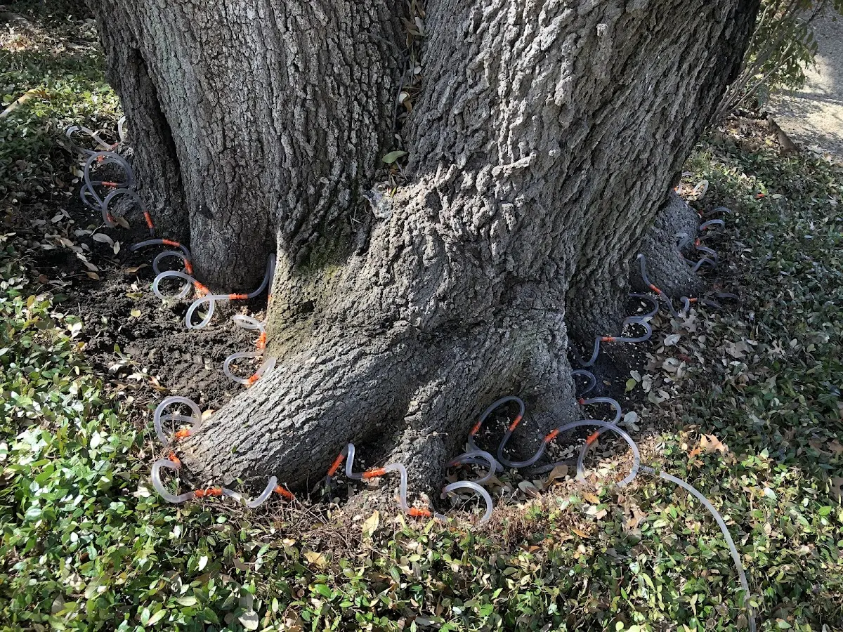 Detailed Tree Cabling and Bracing job site in Benedict
