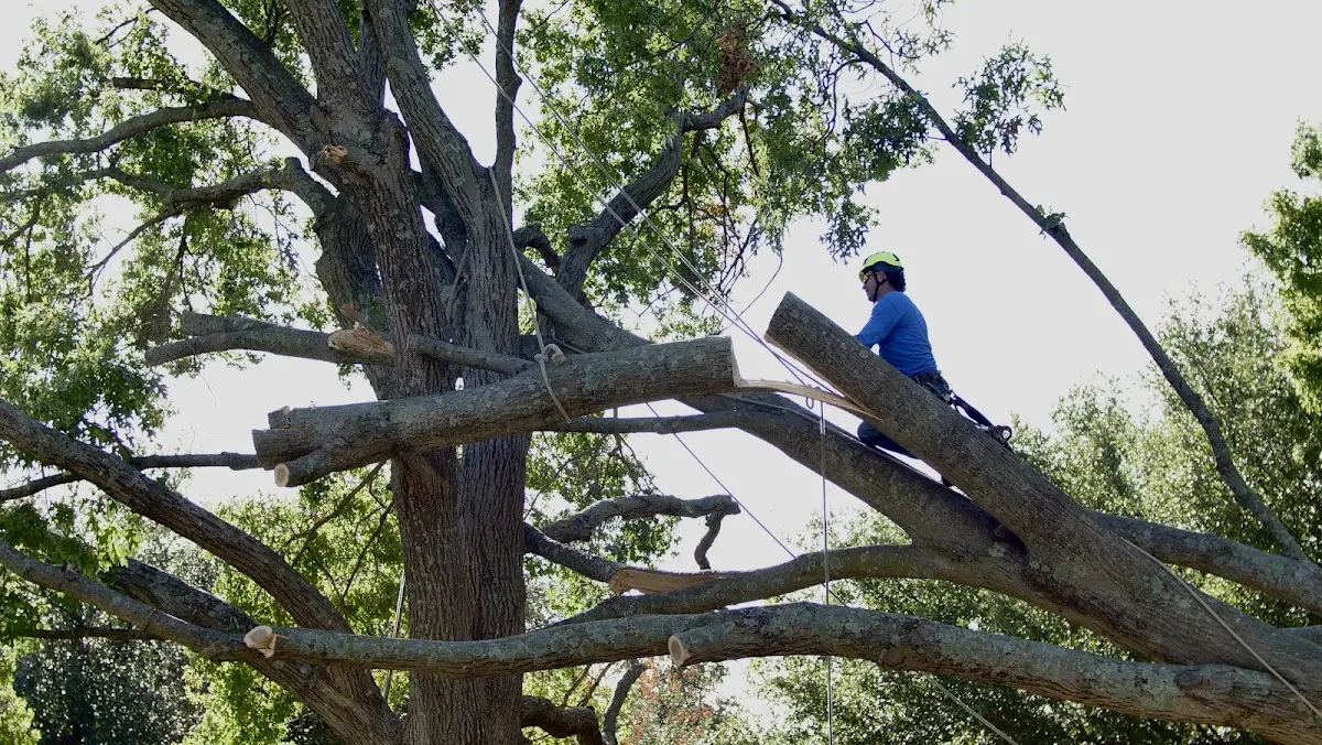 Professional Hazardous Tree Removal performed by certified arborists in Benedict