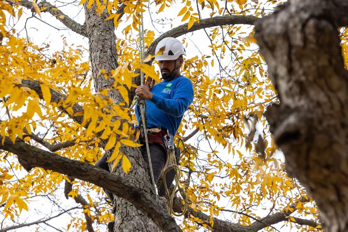 Skilled Tree Transplanting crew working in Benedict